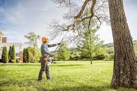 Best Palm Tree Trimming  in De Leon, TX