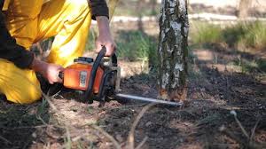 Best Hazardous Tree Removal  in De Leon, TX