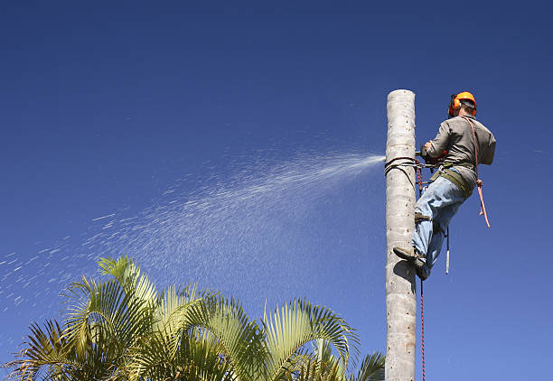 Best Tree Disease Treatment  in De Leon, TX