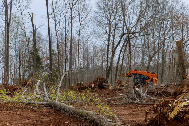 Best Tree Removal Service  in De Leon, TX