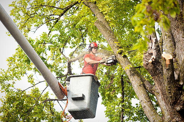 Best Commercial Tree Services  in De Leon, TX