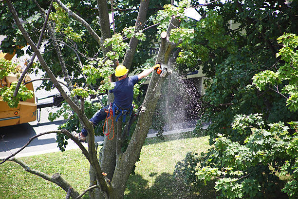  De Leon, TX Tree Services Pros