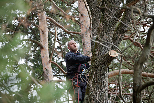 How Our Tree Care Process Works  in  De Leon, TX