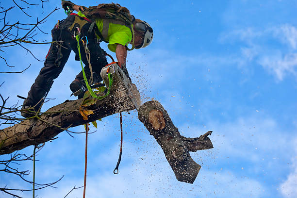 Best Root Management and Removal  in De Leon, TX